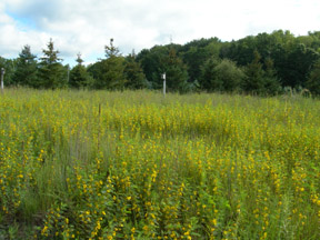 Bee Habitat
