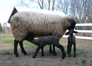 Feeding