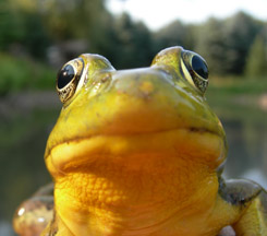 Bullfrog
