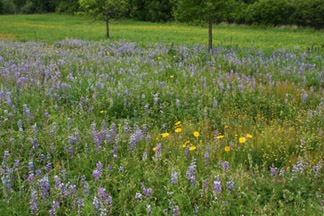 Lupine Prairie