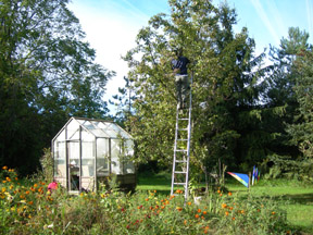 Pear Harvest