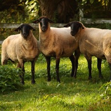 Sheep