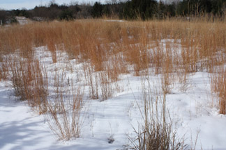 Prairie